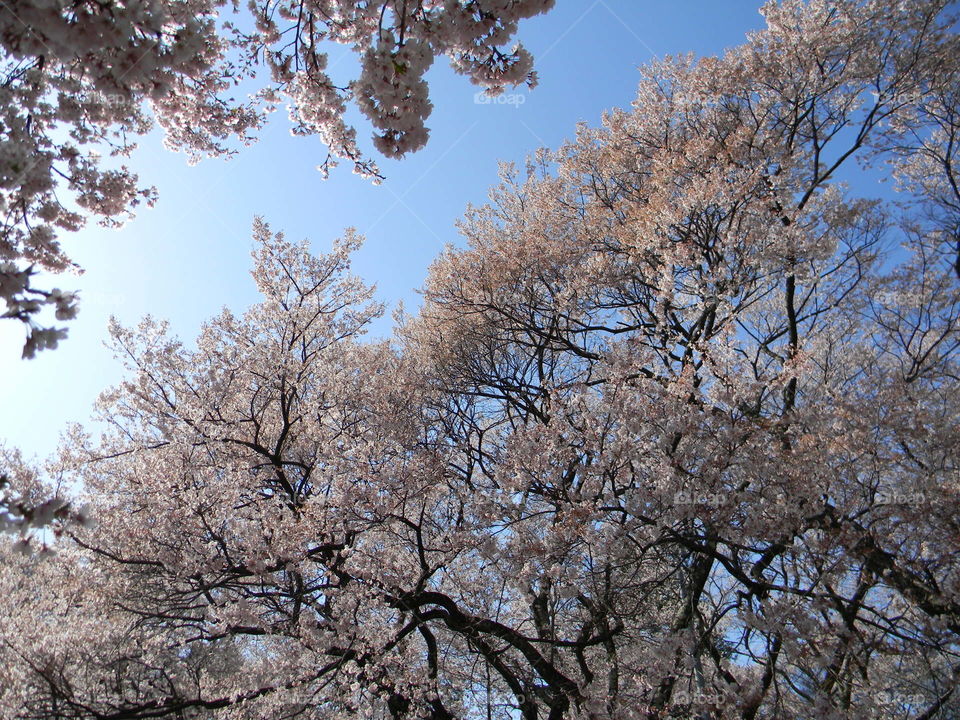 Blossom trees against the sky