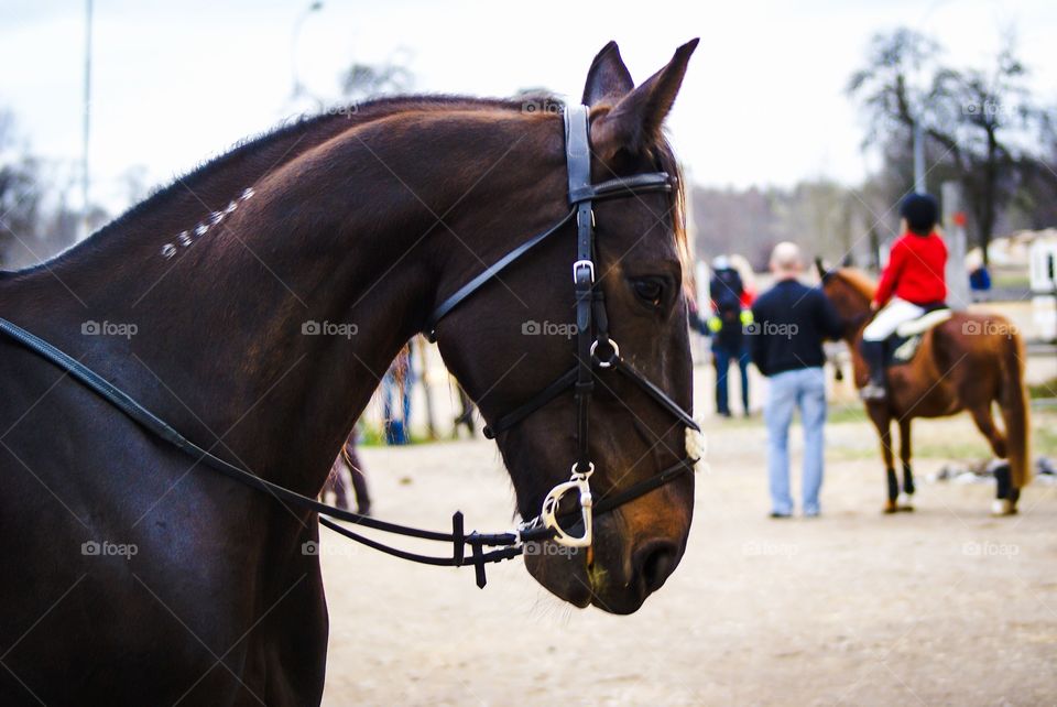 Horse competition. Wait for their turn