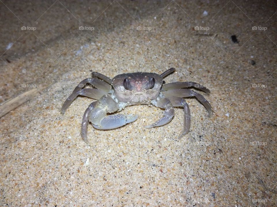 Crab