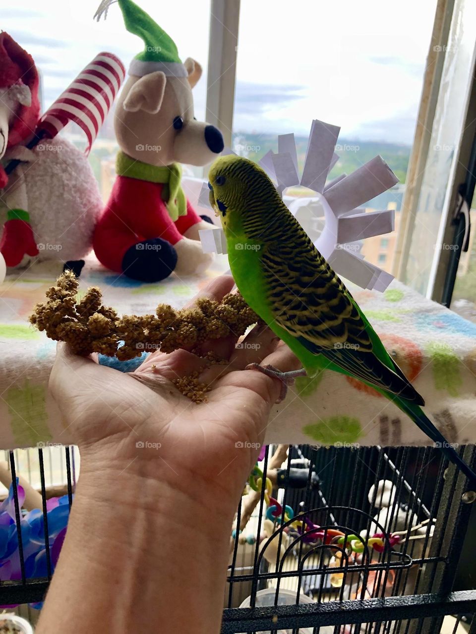 Cute birdie Kiwi 🦜