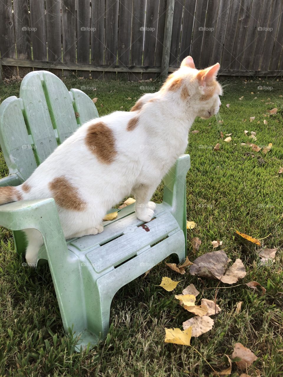 cat in chair