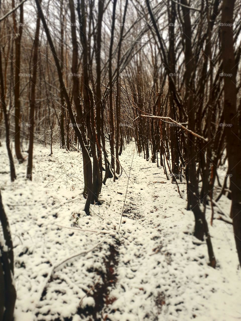 walk through the woods by taking the first snow