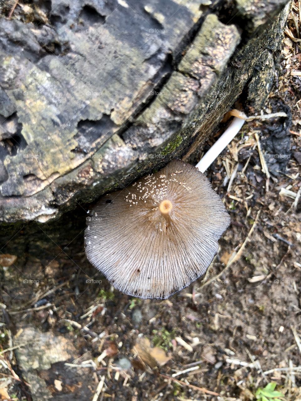 Mushroom on tree stump 