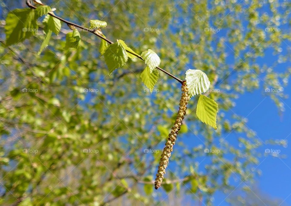 Awakening of nature💚 Spring mood💚 Birch leaves💚