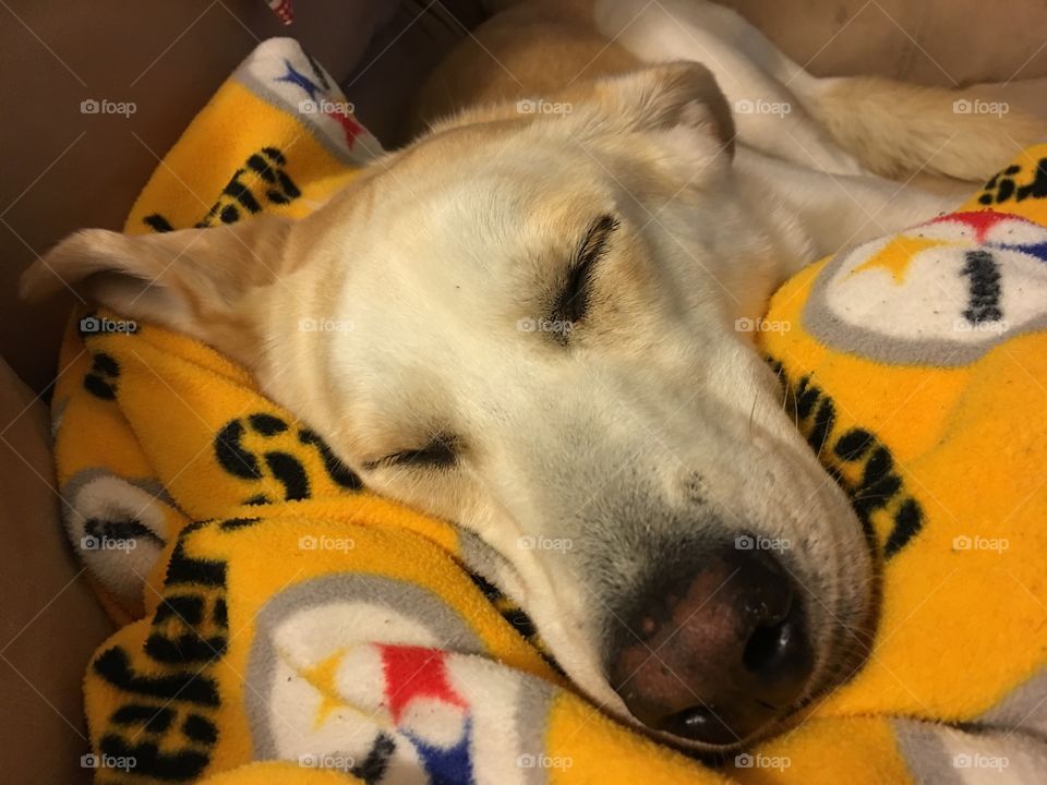 Dog Summer sleeping on Steelers pillow!