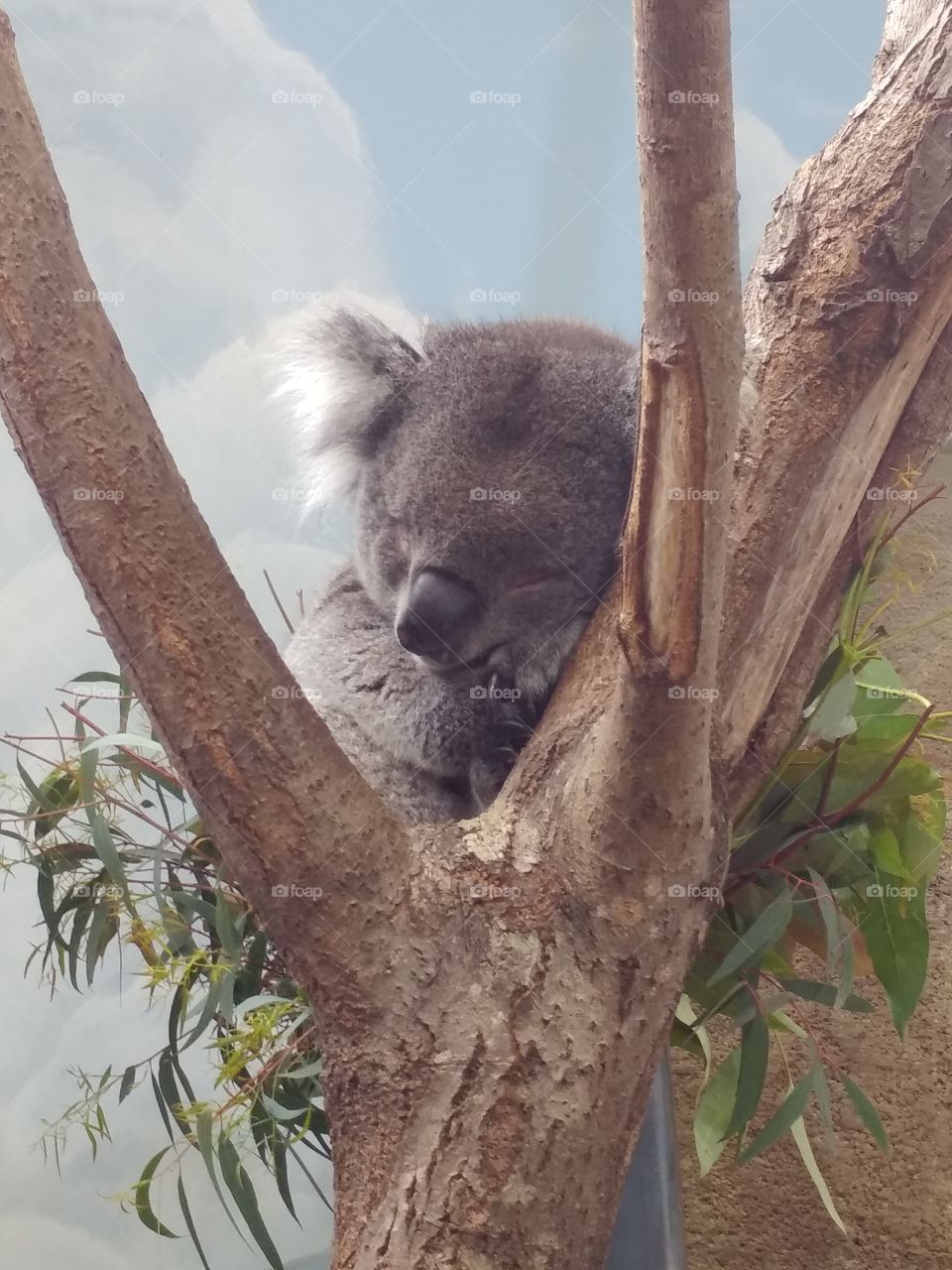 Koala, Longleat