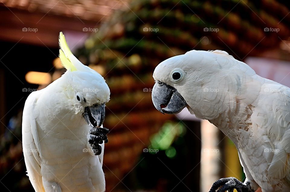 White Parrot.