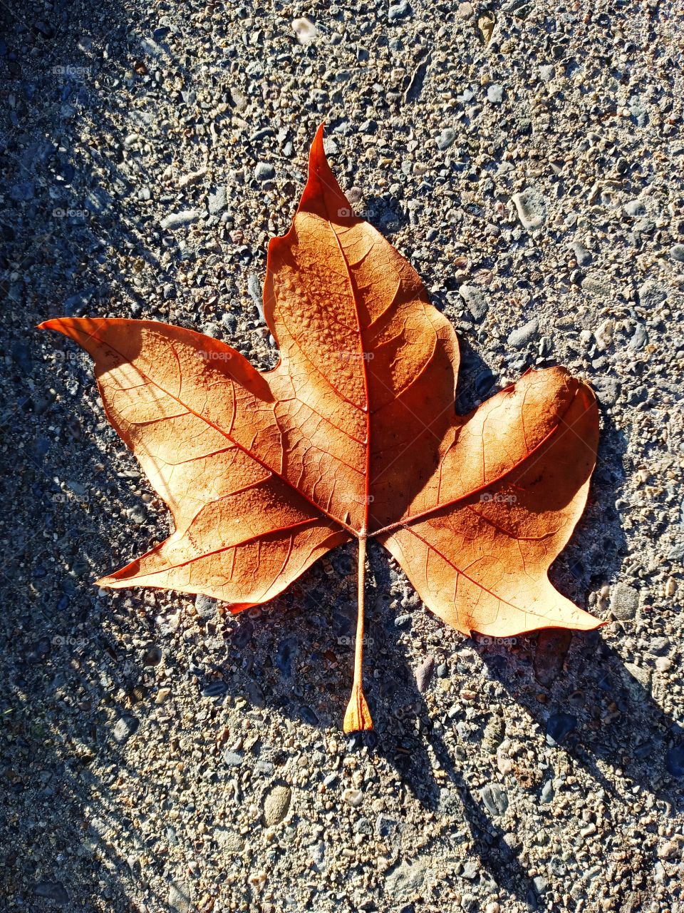 fallen leaf lying on the asphalt on a sunny day