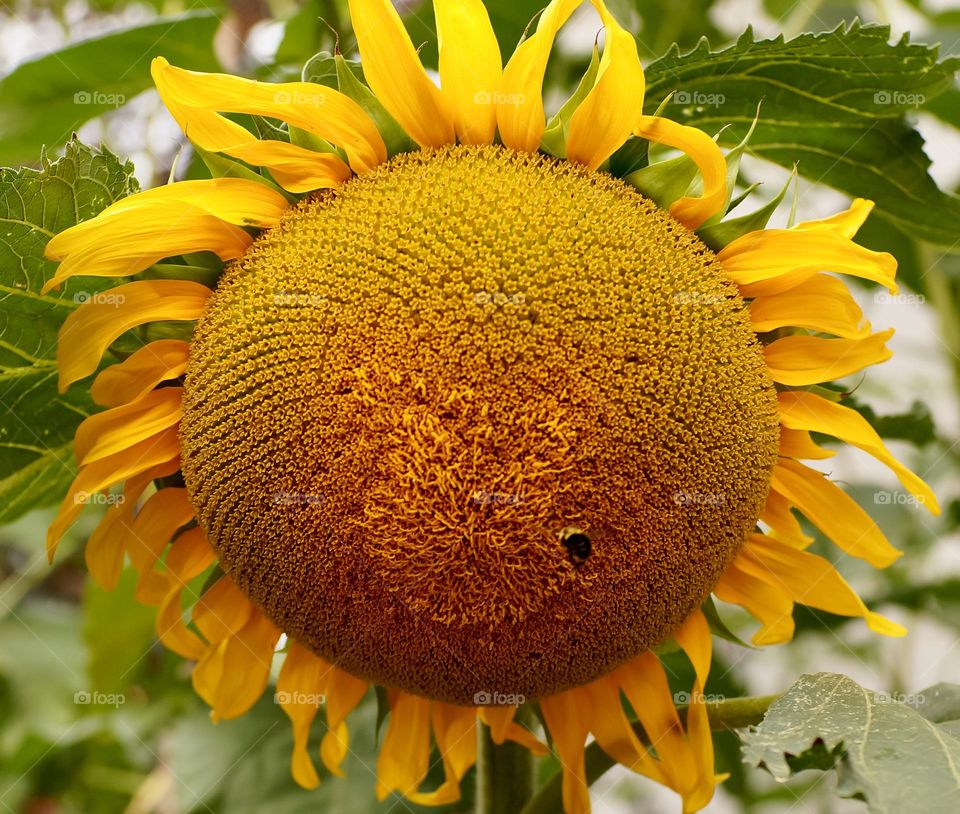 This common eastern bumblebee looks tiny coming in for a landing on this large sunflower.