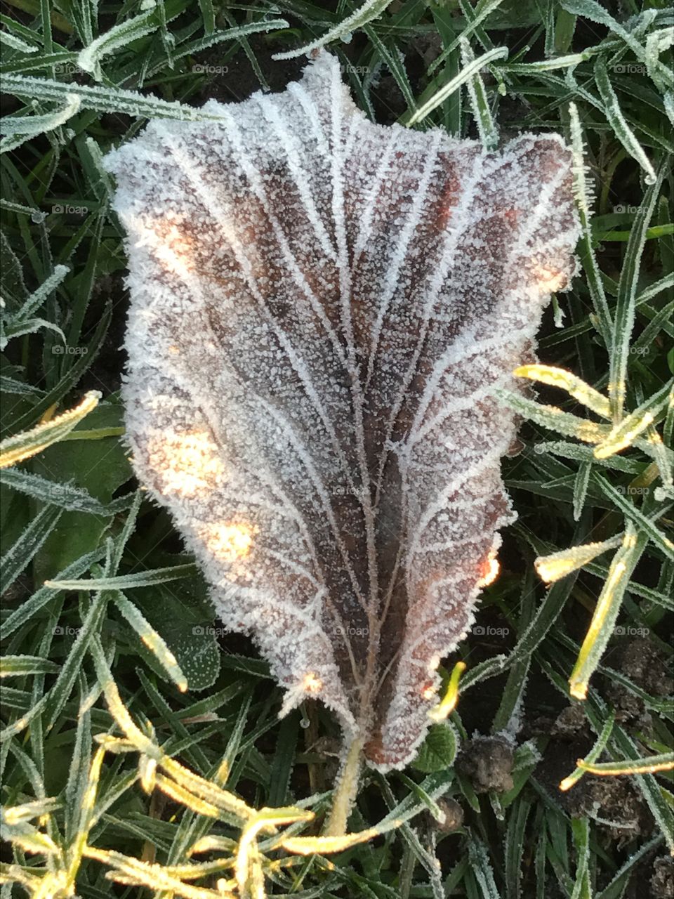 Frozen leaf in the morning