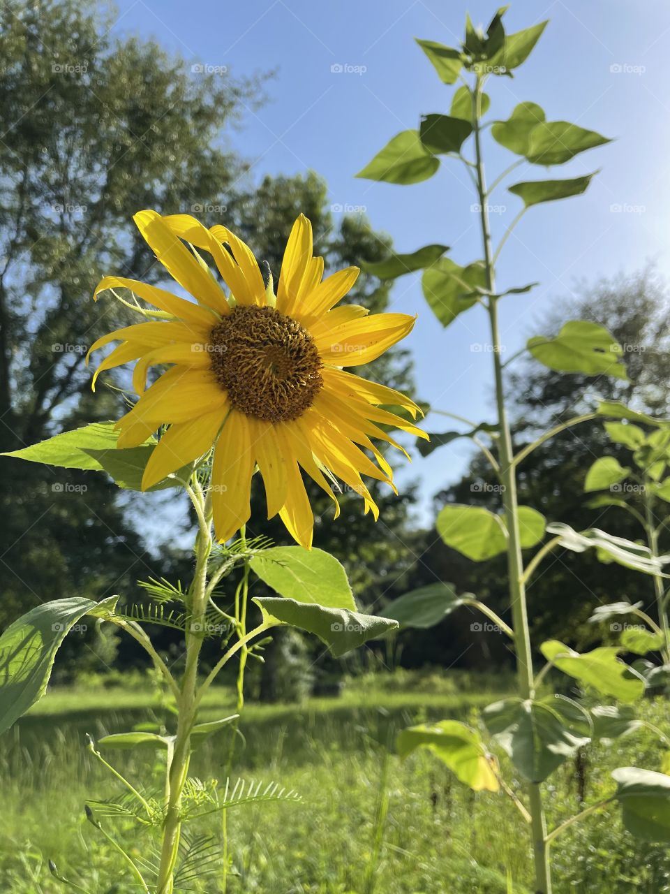 Yellow sun flowers. 