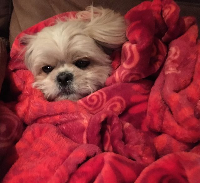 Barney Snuggled Up