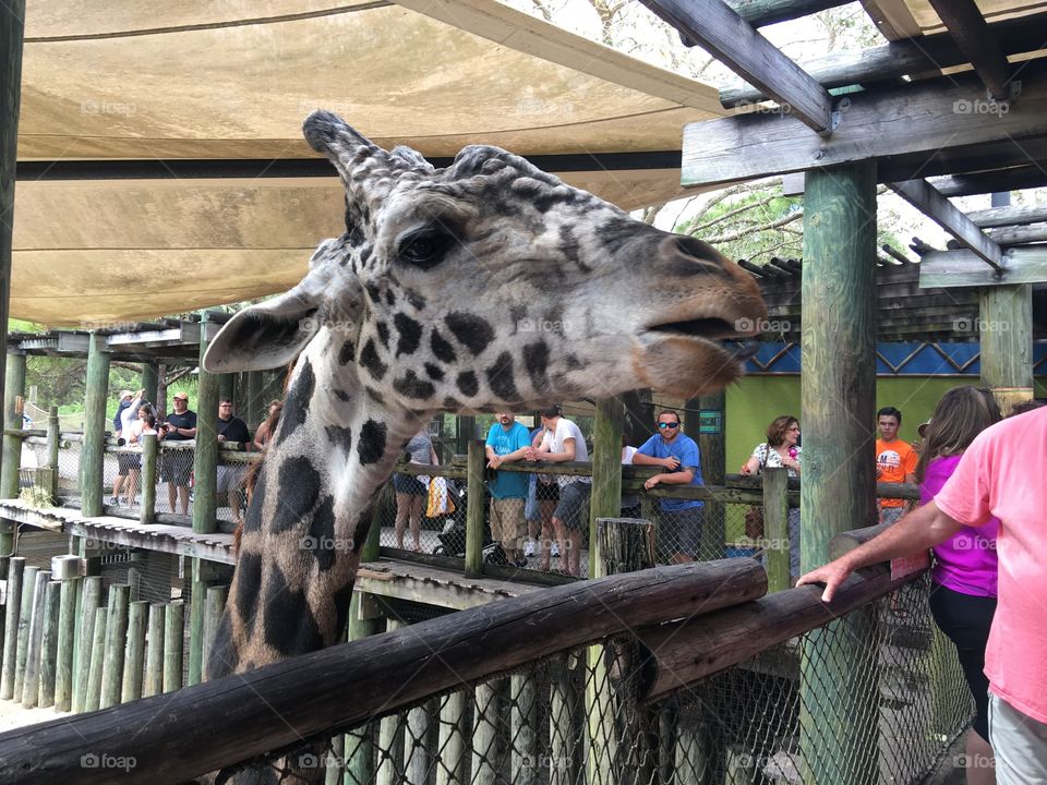 Rafiki male Giraffe Brevard Zoo Florida 