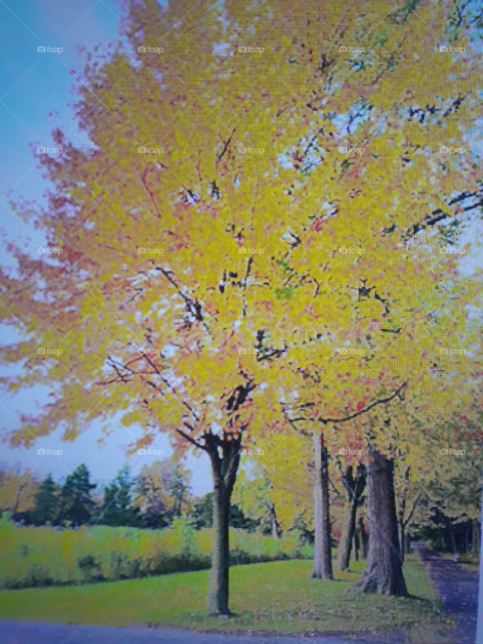 Wonderful in the autumn with trees with yellow leaves a wonderful landscape