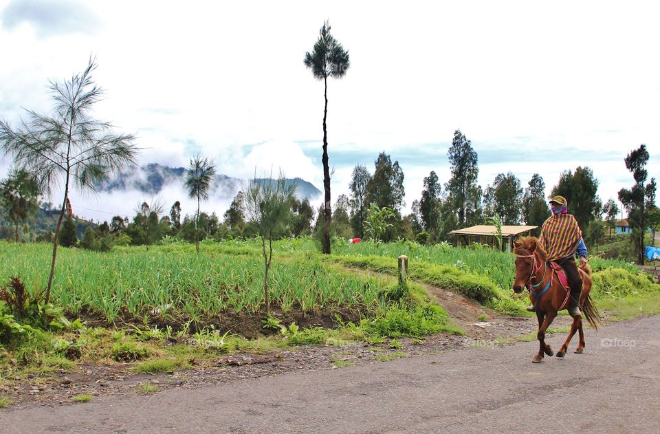 Tree, Agriculture, Farm, People, Landscape