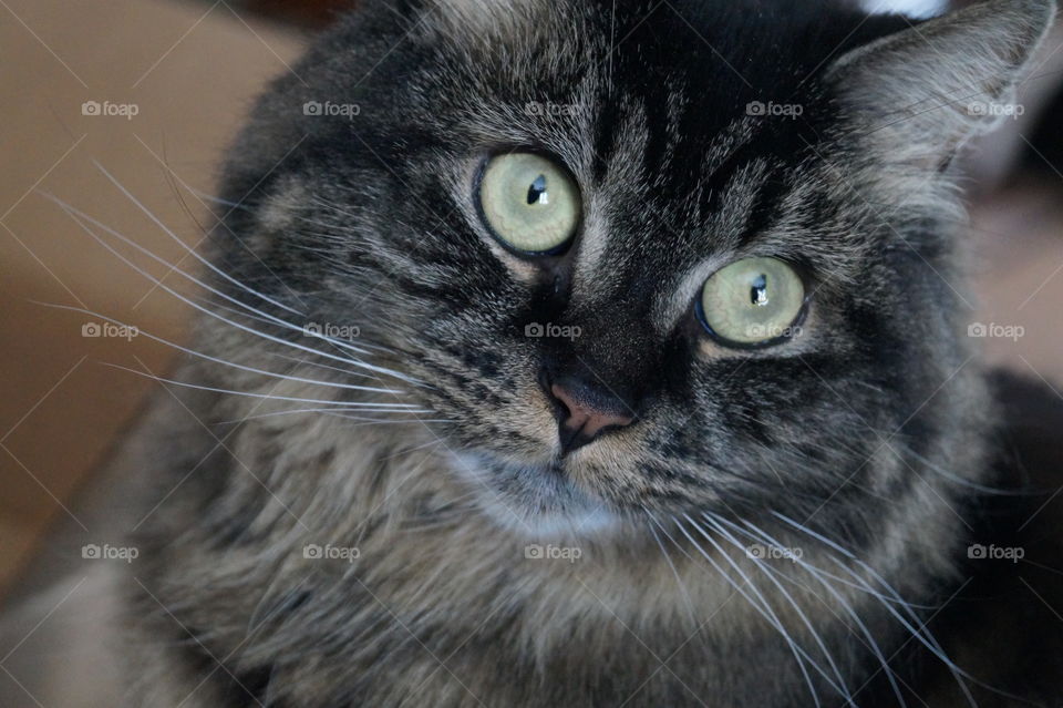 Close-up of the beautiful cat