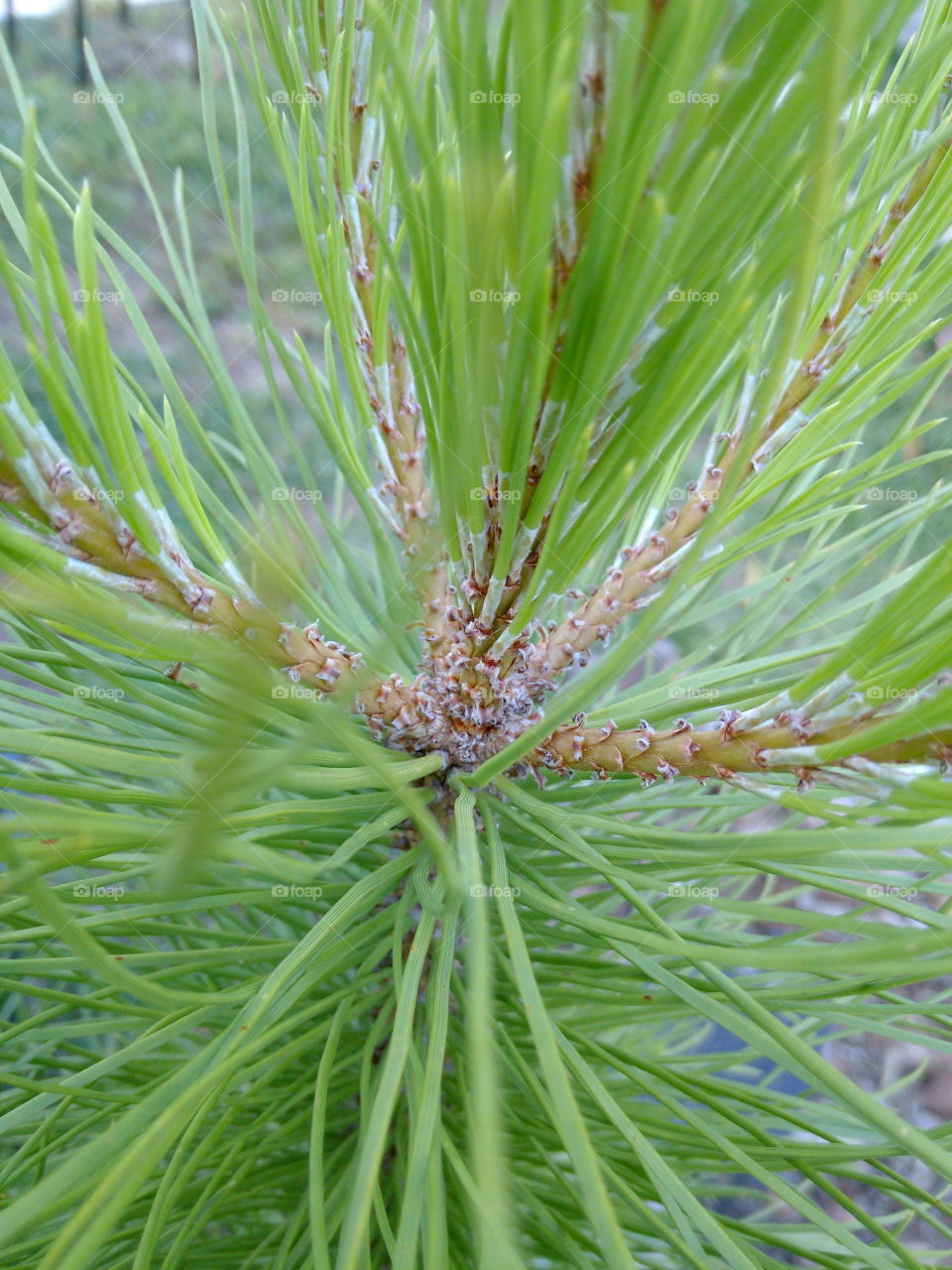 Pine tree