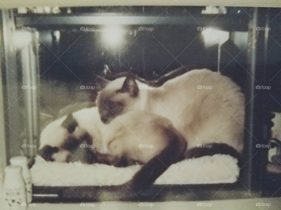 Siamese cats inside glass garden window. Mother & baby sleeping together, Sealpoint and Lilac Point color pet kitties🐾