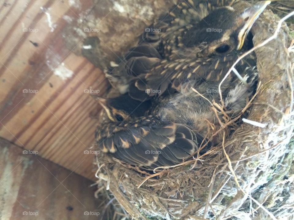 Babies in the nest