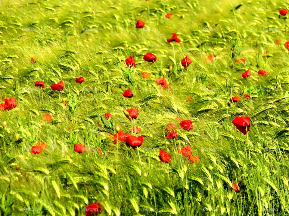 poppy field