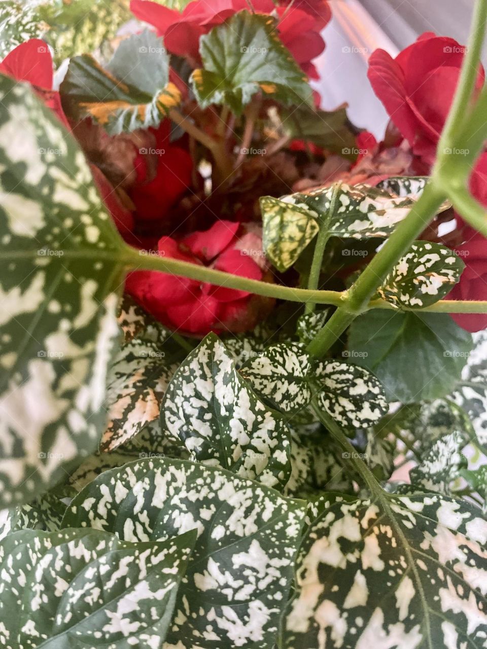 Peering down into a green and white plant with a red flower. The stem is the center of this photo. 