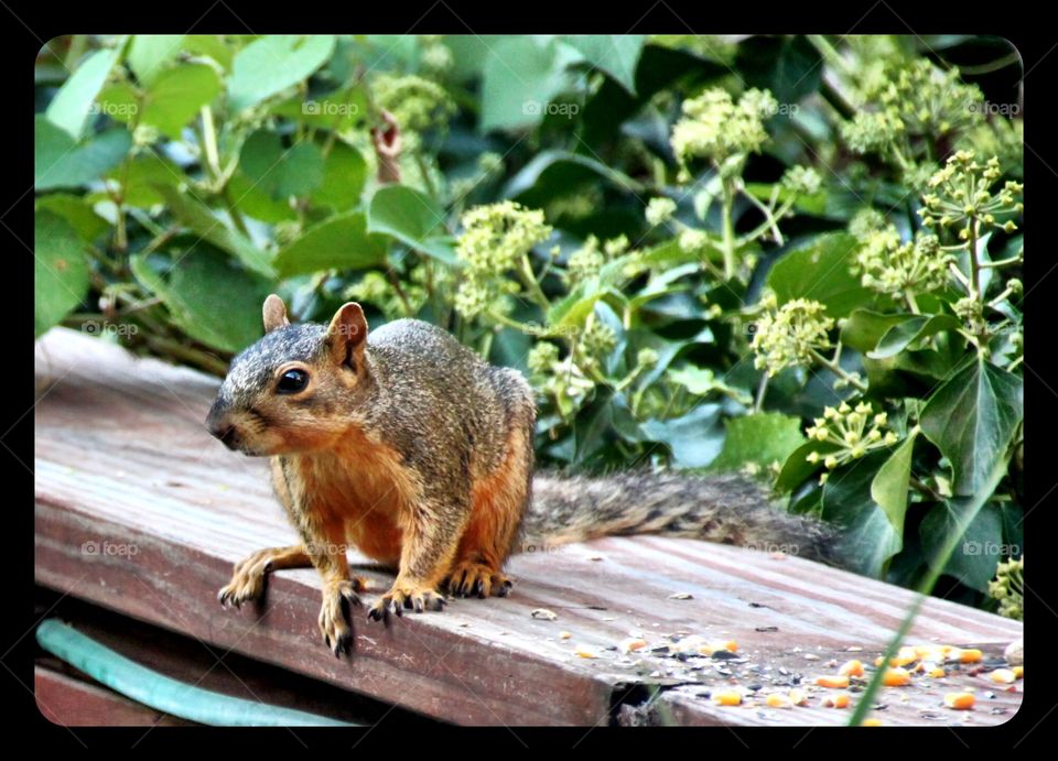 Squirrel on a Deck