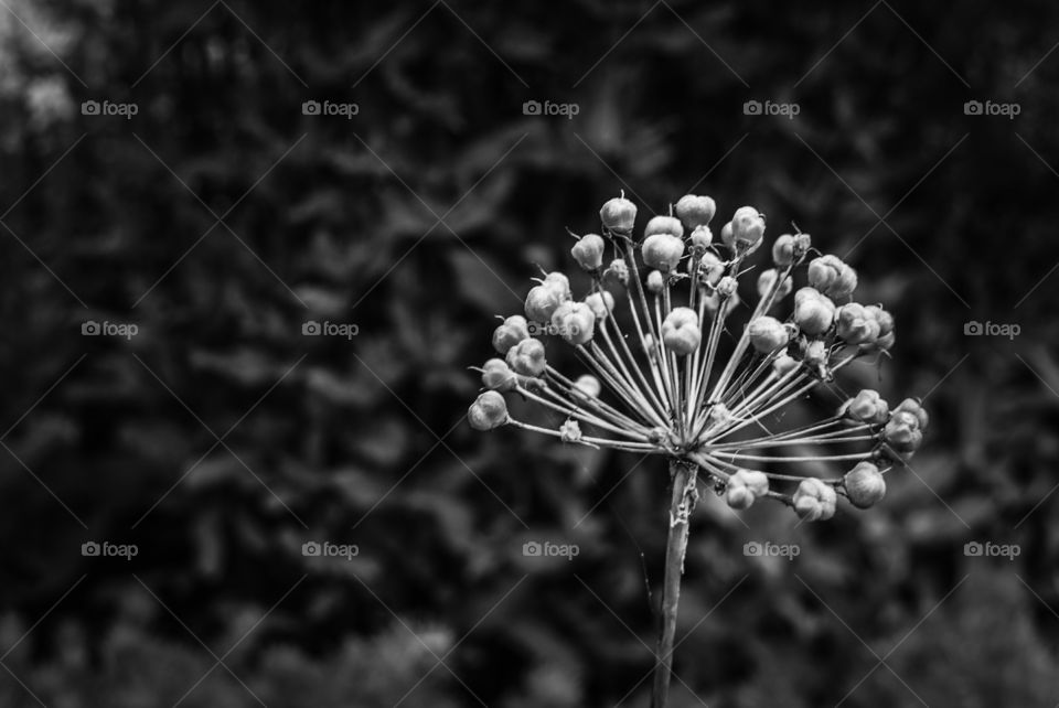 monochrome flower