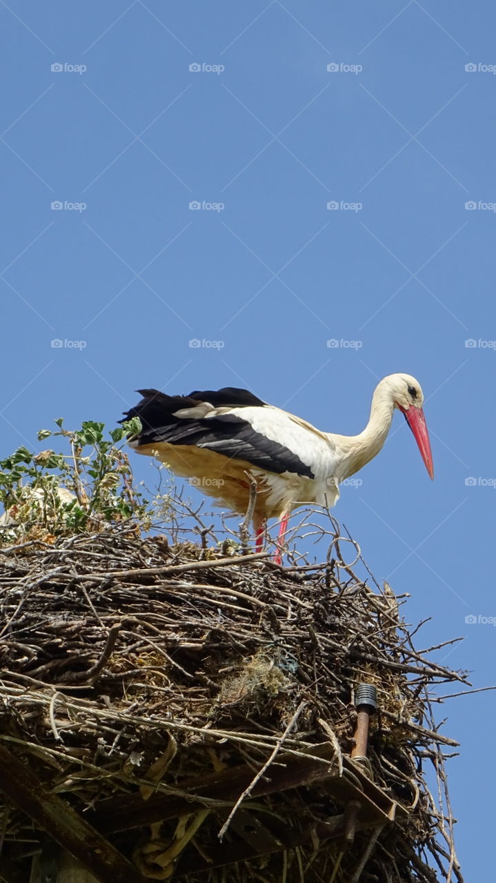 Stork