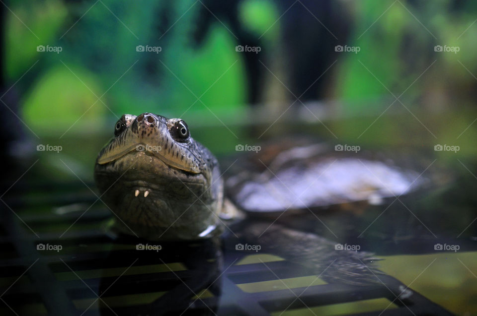 Tortoise in the tank 
