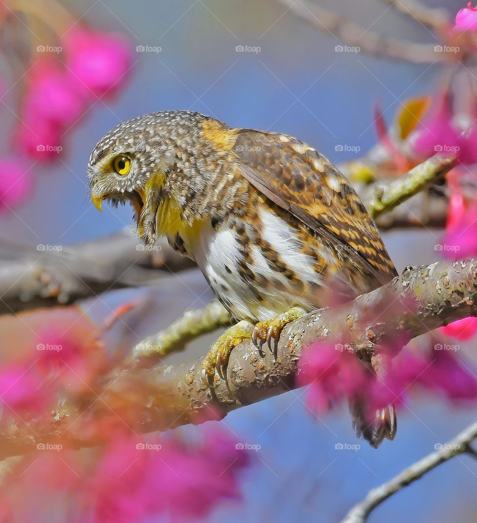 Beautiful and cute bird