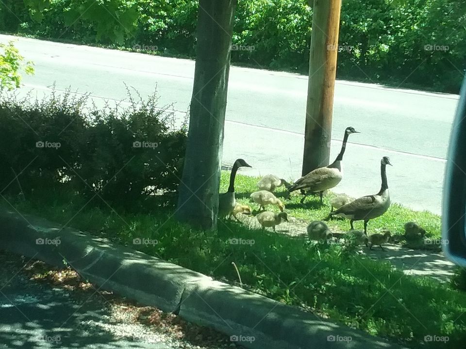 Canadian geese taking a walk with their babies.