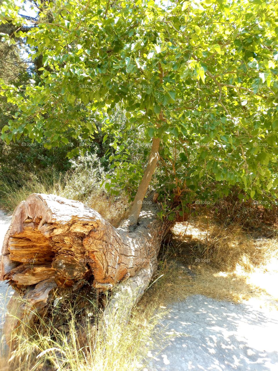 New life... new tree born on an old branch