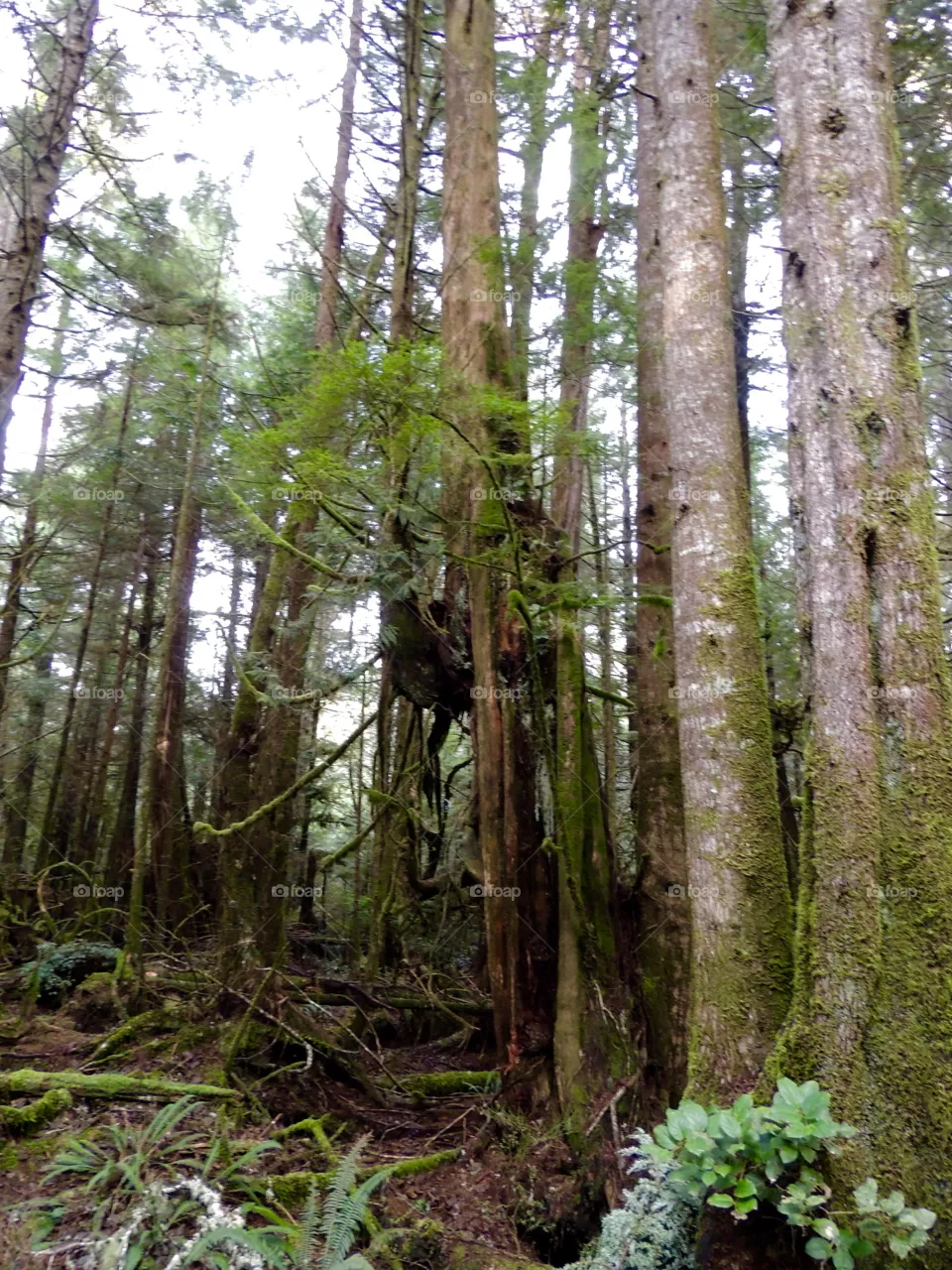 Forest