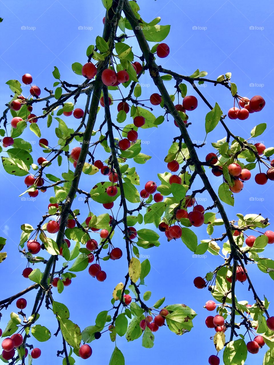 Berries growing on a tree—taken in Schererville, Indiana 