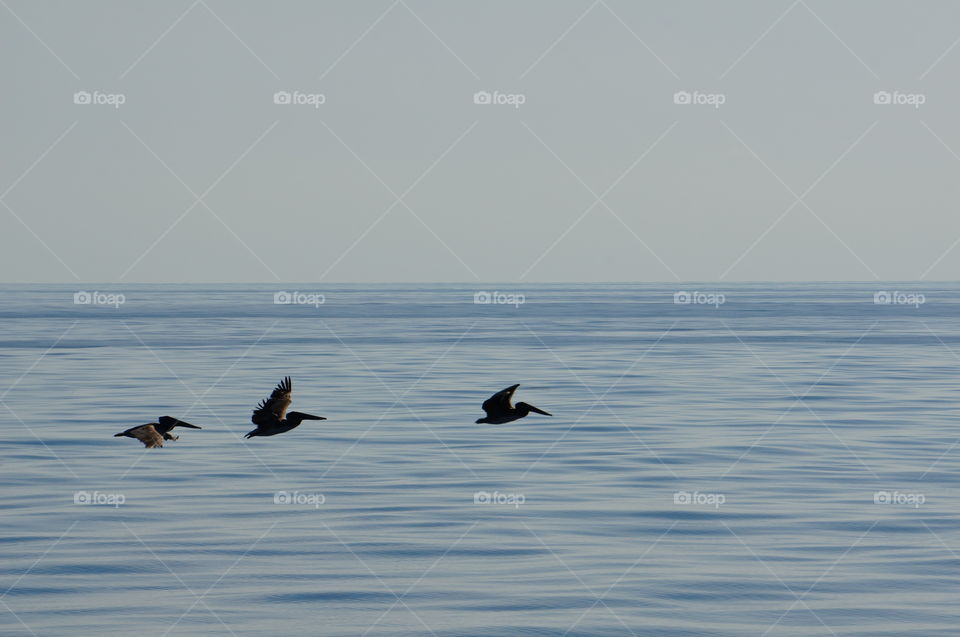 Migration. Migrating pelicans making their way across the Gulf of Mexico. 