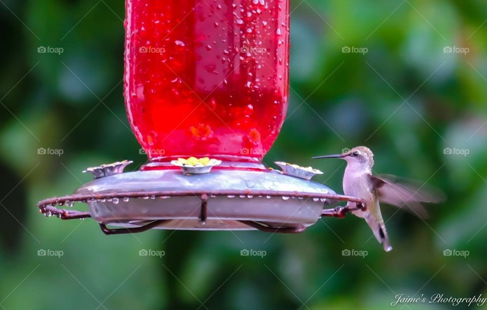 Hummingbird 