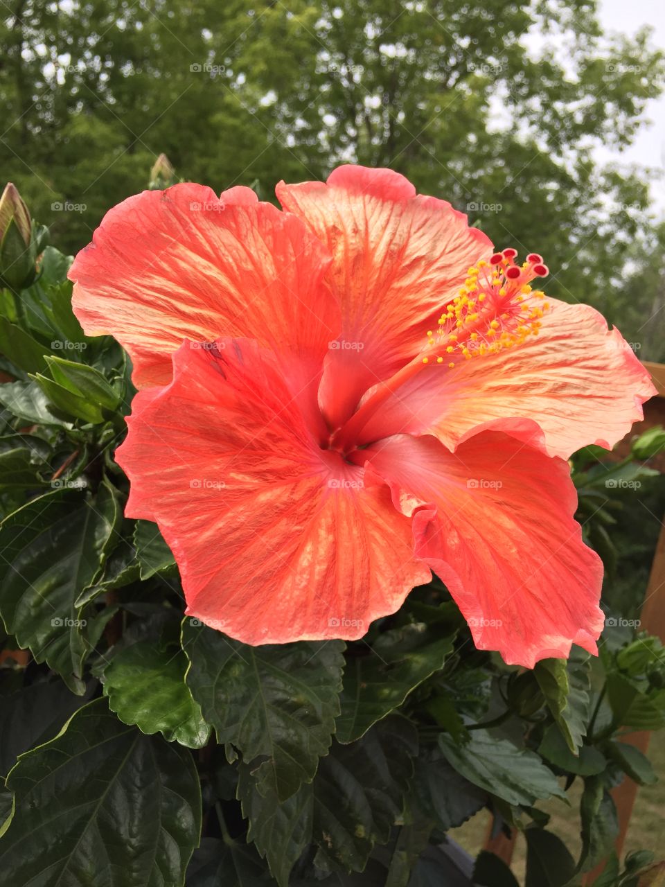 Sun bleached hibiscus