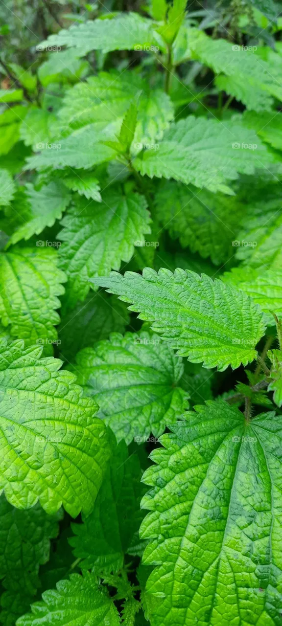nettle greens