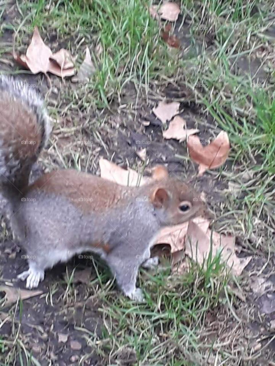 Wildlife cute squirrel