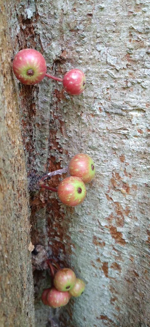 This tree bears fruit on the main tree in all parts of the tree body