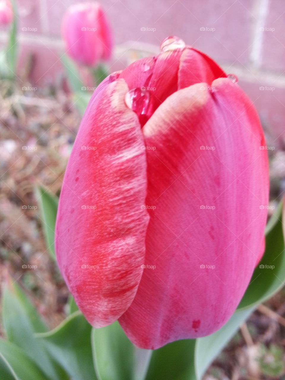 Water drop on Tulip. Spring snow melted on red Tulip