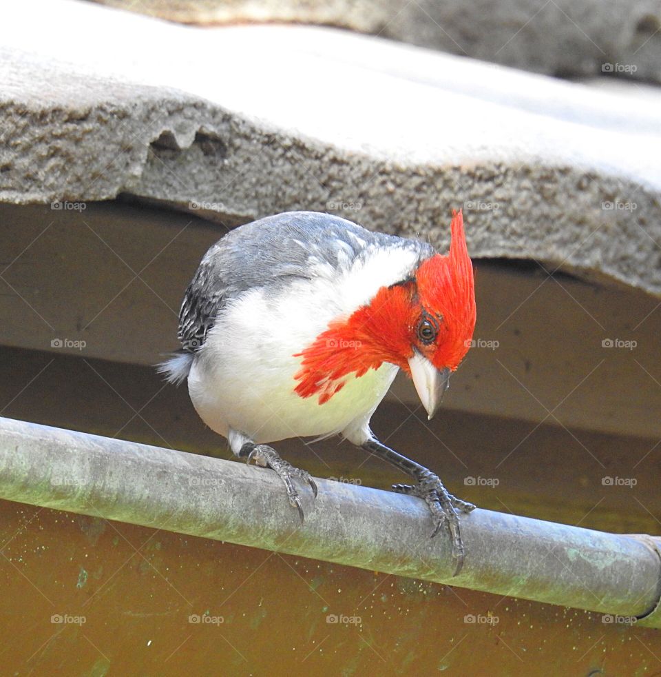 Red-Crested Cardinal 