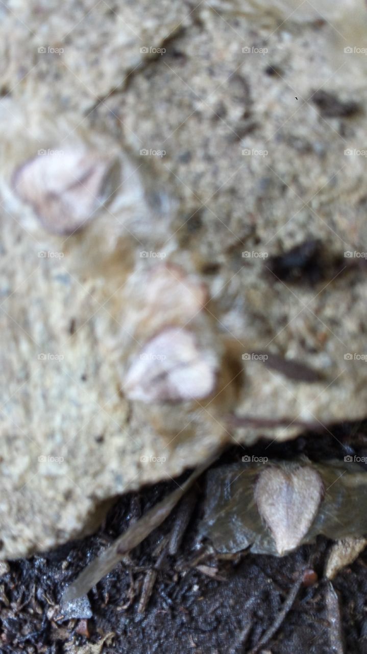 Love. Bower Vine heart seeds bokeh macro detail