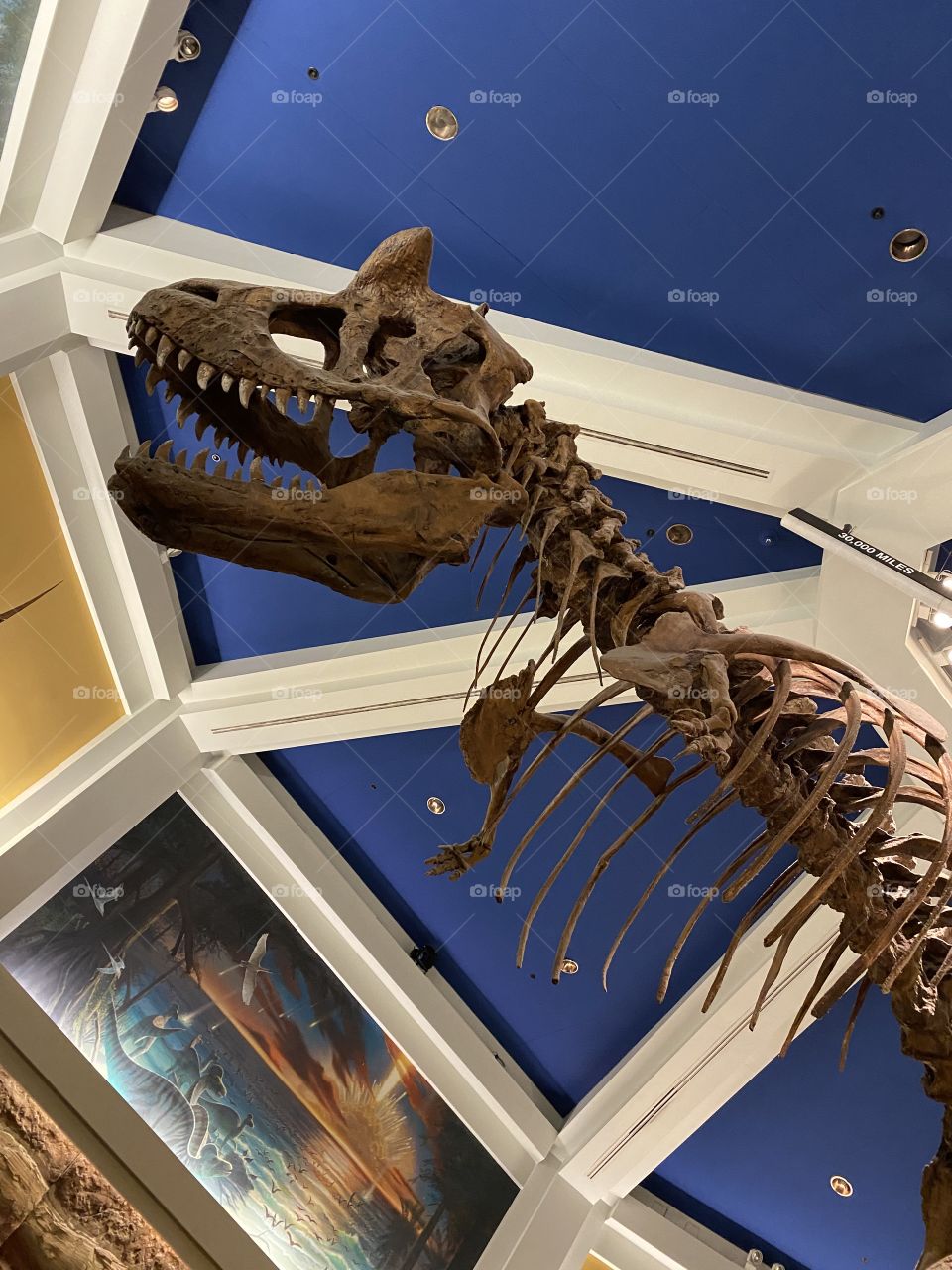 Dinosaur bones at Disney
