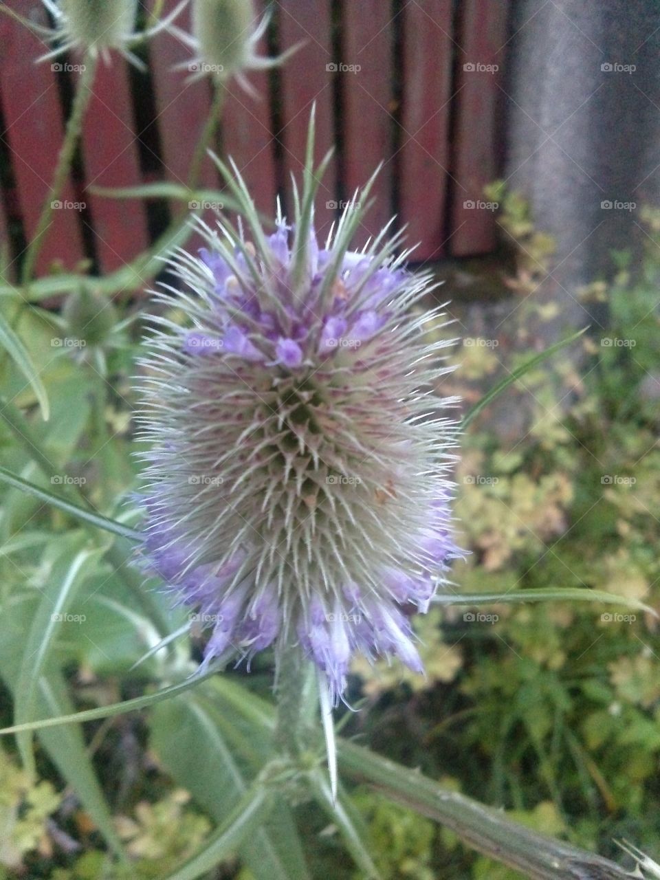 thistle