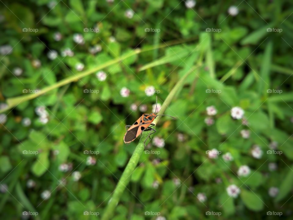 red insect