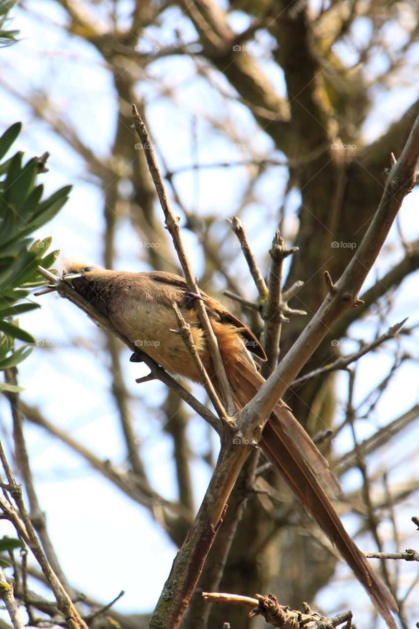 Mouse bird resting his head on the branch