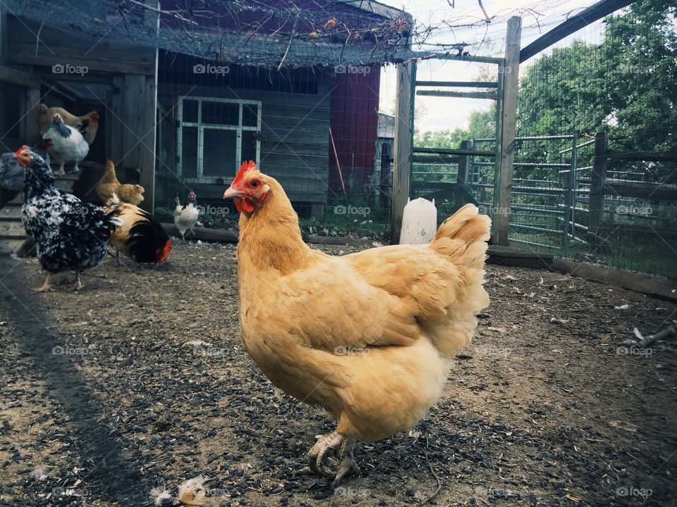 Chickens in the yard