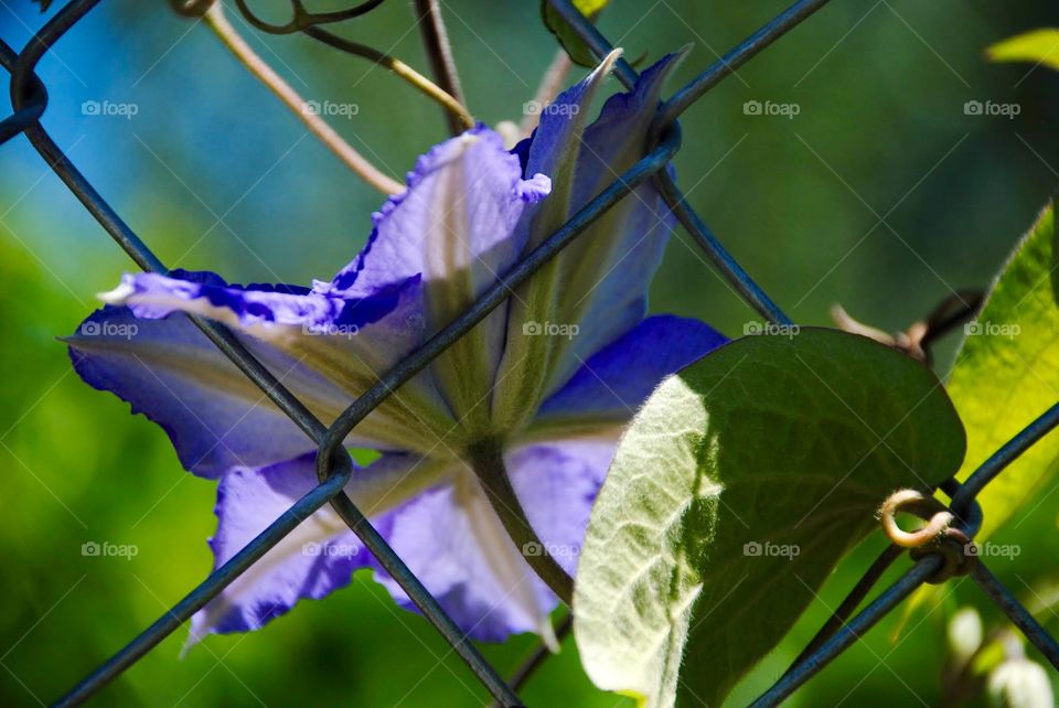 Clematis Blooming Through the Chain-link Fencing