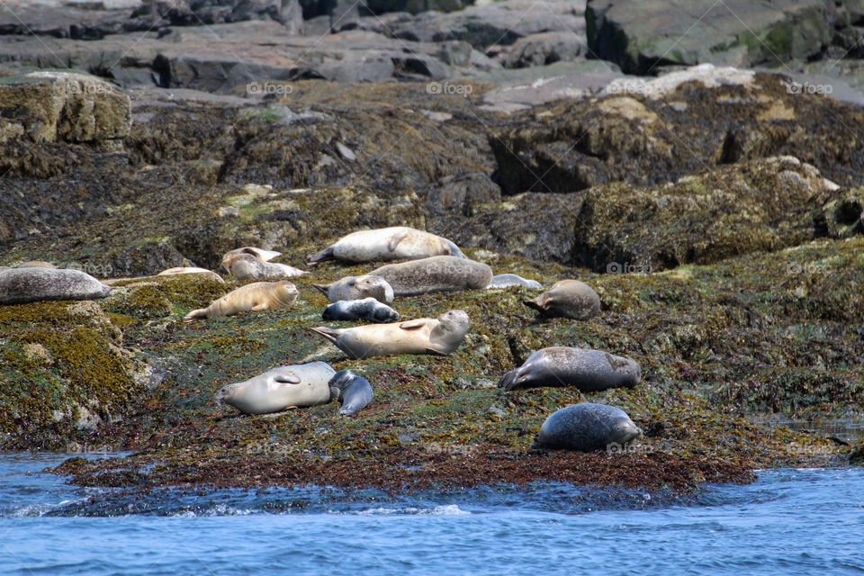 seals sunning themselves 05